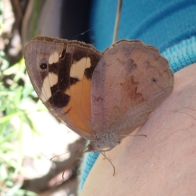 Heteronympha merope (Common Brown Butterfly) at Aranda Bushland - 14 Mar 2022 by drakes