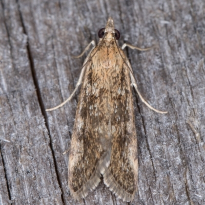 Achyra affinitalis (Cotton Web Spinner) at Melba, ACT - 15 Jan 2022 by kasiaaus