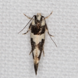 Macrobathra (genus) at Melba, ACT - 15 Jan 2022 10:47 PM