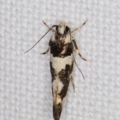 Macrobathra (genus) at Melba, ACT - 15 Jan 2022