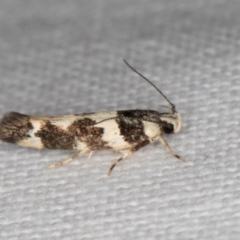 Macrobathra (genus) at Melba, ACT - 15 Jan 2022 10:47 PM