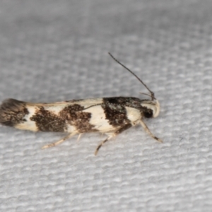 Macrobathra (genus) at Melba, ACT - 15 Jan 2022 10:47 PM