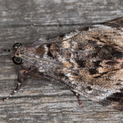 Salma pyrastis (A Pyralid moth (Epipaschiinae) at Melba, ACT - 15 Jan 2022 by kasiaaus