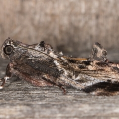 Salma pyrastis at Melba, ACT - 15 Jan 2022 10:55 PM