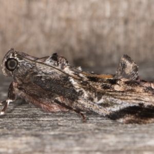 Salma pyrastis at Melba, ACT - 15 Jan 2022 10:55 PM