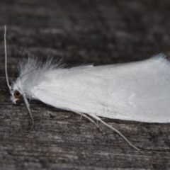 Tipanaea patulella (The White Crambid moth) at Melba, ACT - 15 Jan 2022 by kasiaaus