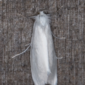 Tipanaea patulella at Melba, ACT - 15 Jan 2022 11:23 PM