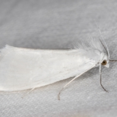 Tipanaea patulella at Melba, ACT - 15 Jan 2022 11:23 PM