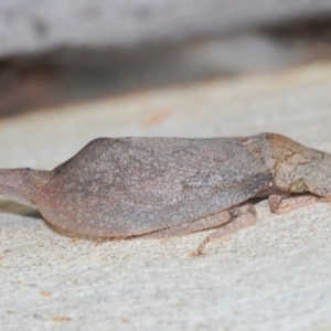 Ledromorpha planirostris at Aranda, ACT - 14 Mar 2022