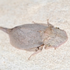 Ledromorpha planirostris at Aranda, ACT - 14 Mar 2022