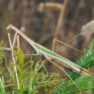 Tenodera australasiae at Bruce, ACT - 12 Mar 2022