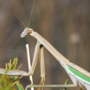 Tenodera australasiae at Bruce, ACT - 12 Mar 2022