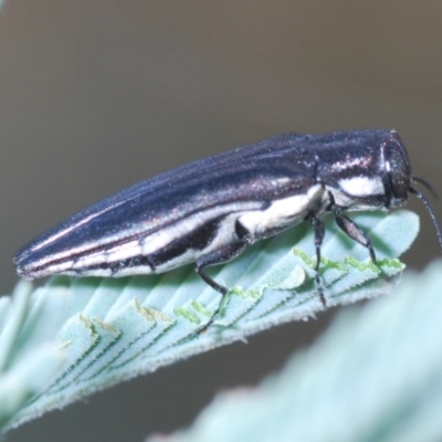 Agrilus hypoleucus (Hypoleucus jewel beetle) at Stromlo, ACT - 13 Mar 2022 by Harrisi