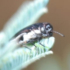 Agrilus hypoleucus at Stromlo, ACT - 13 Mar 2022