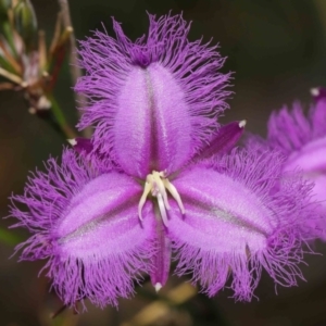 Thysanotus tuberosus at Paddys River, ACT - 15 Mar 2022