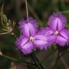 Thysanotus tuberosus at Paddys River, ACT - 15 Mar 2022