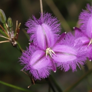 Thysanotus tuberosus at Paddys River, ACT - 15 Mar 2022