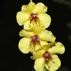 Verbascum virgatum (Green Mullein) at Paddys River, ACT - 15 Mar 2022 by TimL