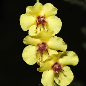 Verbascum virgatum at Paddys River, ACT - 15 Mar 2022