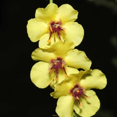 Verbascum virgatum (Green Mullein) at Paddys River, ACT - 15 Mar 2022 by TimL