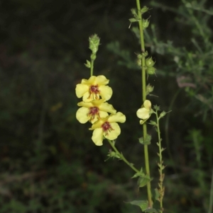 Verbascum virgatum at Paddys River, ACT - 15 Mar 2022