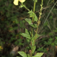 Verbascum virgatum at Paddys River, ACT - 15 Mar 2022