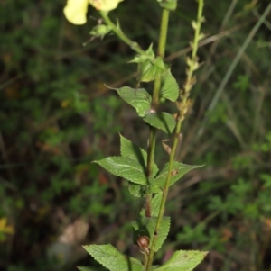 Verbascum virgatum at Paddys River, ACT - 15 Mar 2022