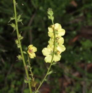 Verbascum virgatum at Paddys River, ACT - 15 Mar 2022