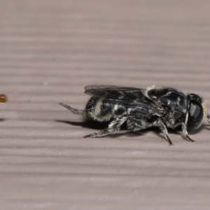 Eumerus sp. (genus) at Evatt, ACT - 15 Mar 2022