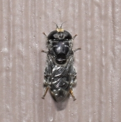 Eumerus sp. (genus) at Evatt, ACT - 15 Mar 2022 03:01 PM