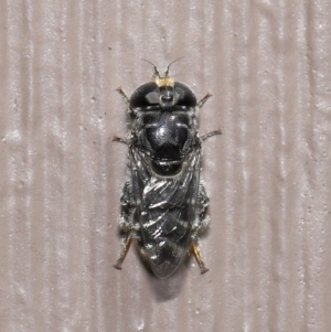 Eumerus sp. (genus) at Evatt, ACT - 15 Mar 2022 03:01 PM