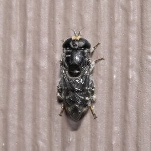 Eumerus sp. (genus) at Evatt, ACT - 15 Mar 2022 03:01 PM