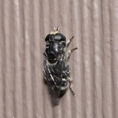 Eumerus sp. (genus) at Evatt, ACT - 15 Mar 2022