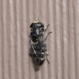 Eumerus sp. (genus) at Evatt, ACT - 15 Mar 2022