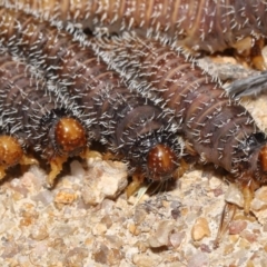 Perginae sp. (subfamily) (Unidentified pergine sawfly) at Paddys River, ACT - 15 Mar 2022 by TimL