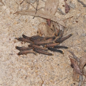 Perginae sp. (subfamily) at Paddys River, ACT - 15 Mar 2022 12:44 PM