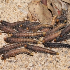 Perginae sp. (subfamily) at Paddys River, ACT - 15 Mar 2022 12:44 PM