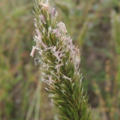 Anthoxanthum odoratum (Sweet Vernal Grass) at Paddys River, ACT - 30 Nov 2021 by MichaelBedingfield