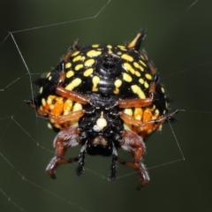 Austracantha minax (Christmas Spider, Jewel Spider) at Tidbinbilla Nature Reserve - 15 Mar 2022 by TimL