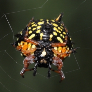 Austracantha minax at Paddys River, ACT - 15 Mar 2022 11:11 AM