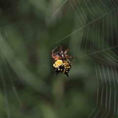 Austracantha minax at Paddys River, ACT - 15 Mar 2022 11:11 AM