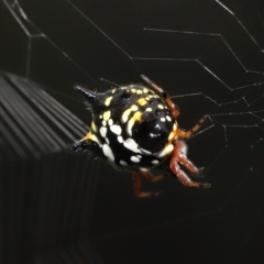 Austracantha minax at Paddys River, ACT - 15 Mar 2022 11:11 AM