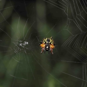 Austracantha minax at Paddys River, ACT - 15 Mar 2022 11:11 AM