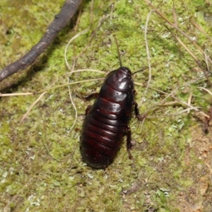 Panesthia australis at Paddys River, ACT - 15 Mar 2022 11:31 AM