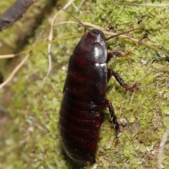 Panesthia australis at Paddys River, ACT - 15 Mar 2022 11:31 AM