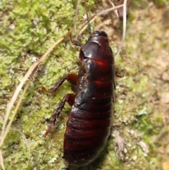 Panesthia australis at Paddys River, ACT - 15 Mar 2022 11:31 AM