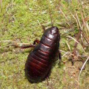 Panesthia australis at Paddys River, ACT - 15 Mar 2022 11:31 AM