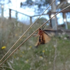 Castulo doubledayi (Doubleday's Footman) at Jindabyne, NSW - 12 Mar 2022 by Birdy