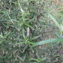 Technitis oriarcha (A Tortricid moth) at Jindabyne, NSW - 13 Mar 2022 by Birdy