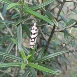 Technitis oriarcha at Jindabyne, NSW - 13 Mar 2022